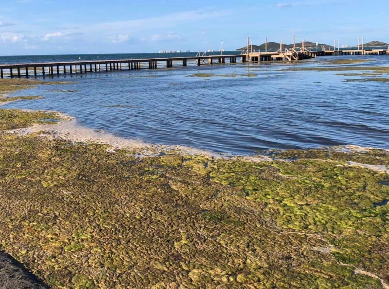 Proliferación de algas en el Mar Menor