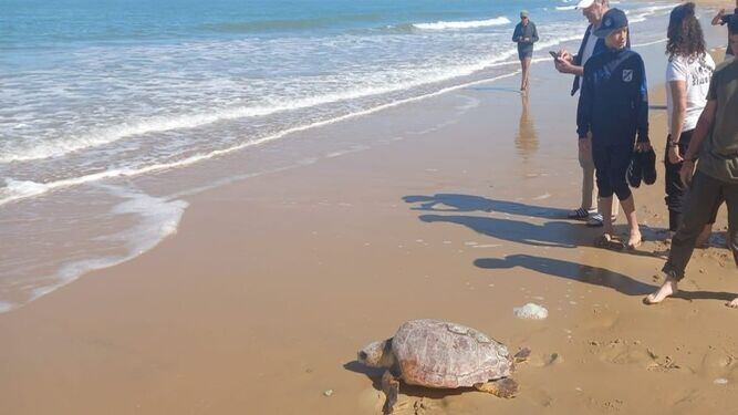 Entrega al mar de un ejemplar de tortuga boba.