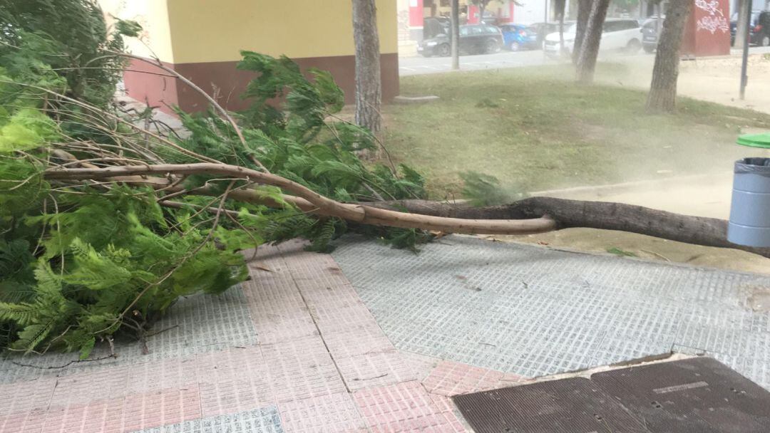 Arbol caido por el fuerte viento en Murcia