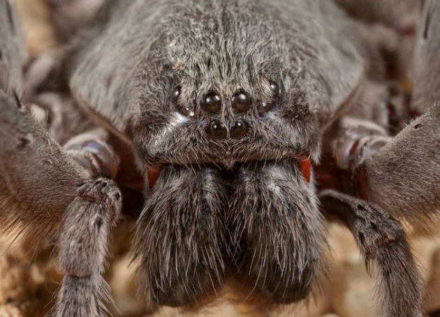 El rostro de la araña errante mexicana.