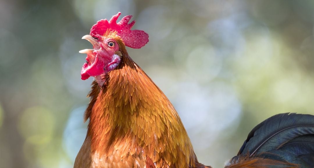 El gallo tendrá que ir a juicio.