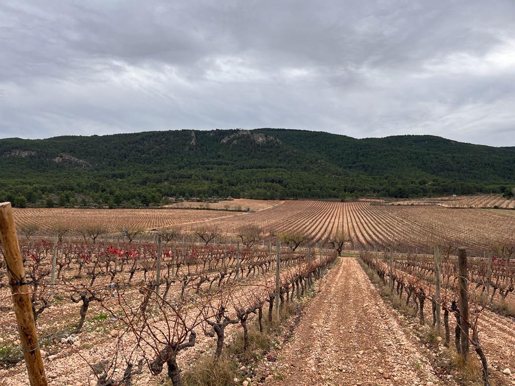 Viñas en el término de Villena