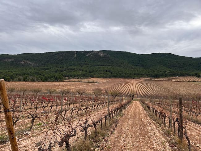 Viñas en el término de Villena