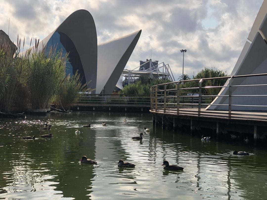 La presencia de aves que visitan el Oceanogràfic es habitual durante varios meses