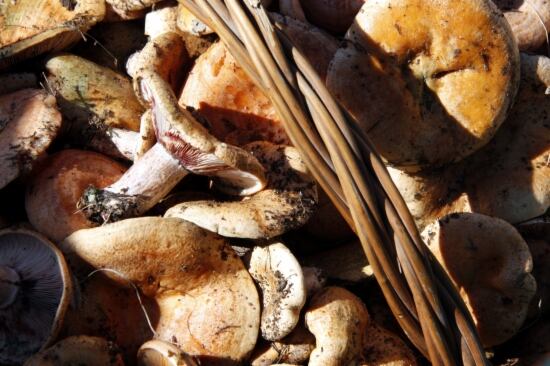 Una cistella de bolets