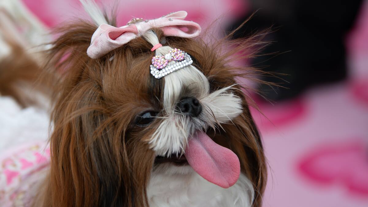 Tendencias con melena y garras