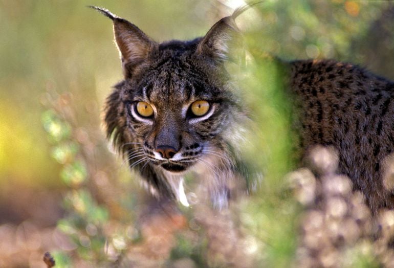 Ejemplar de Lince Ibérico en Doñana