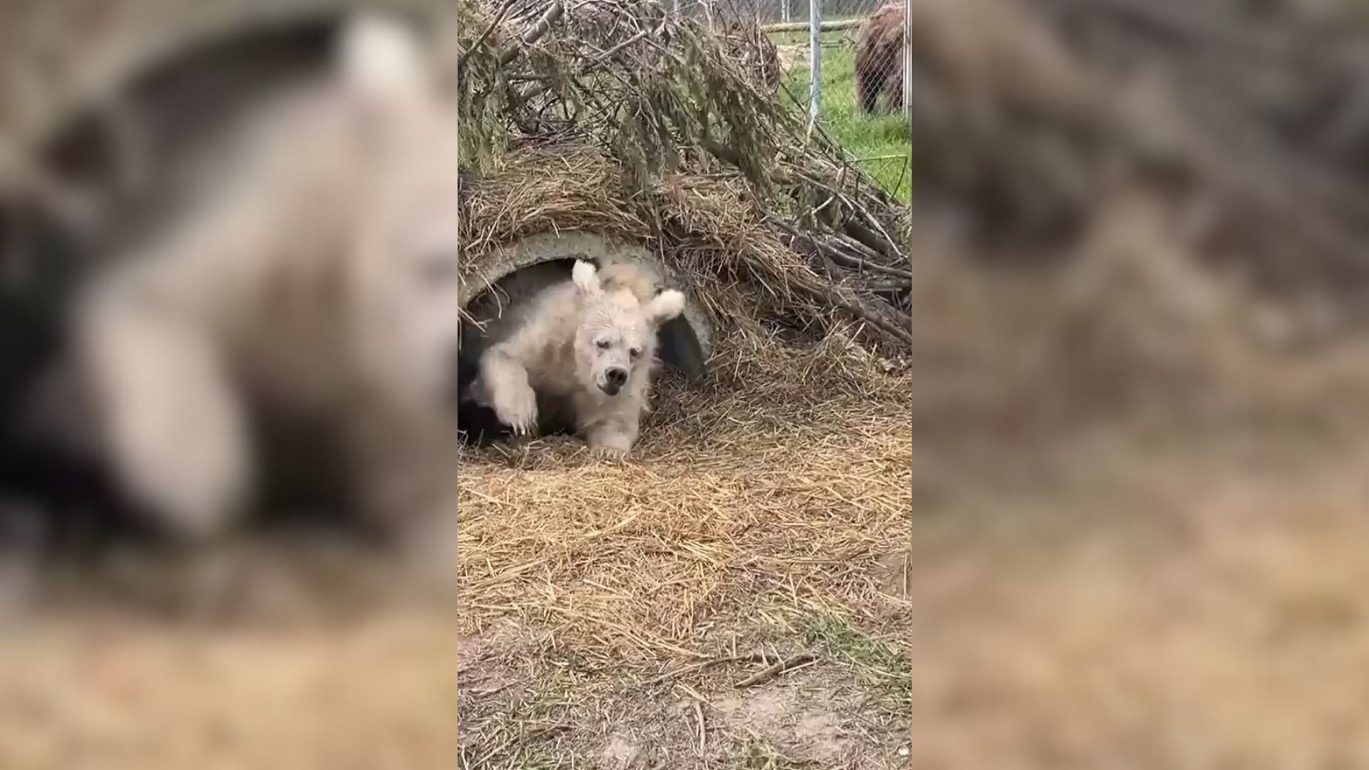 Un oso saliendo de su periodo de hibernación.