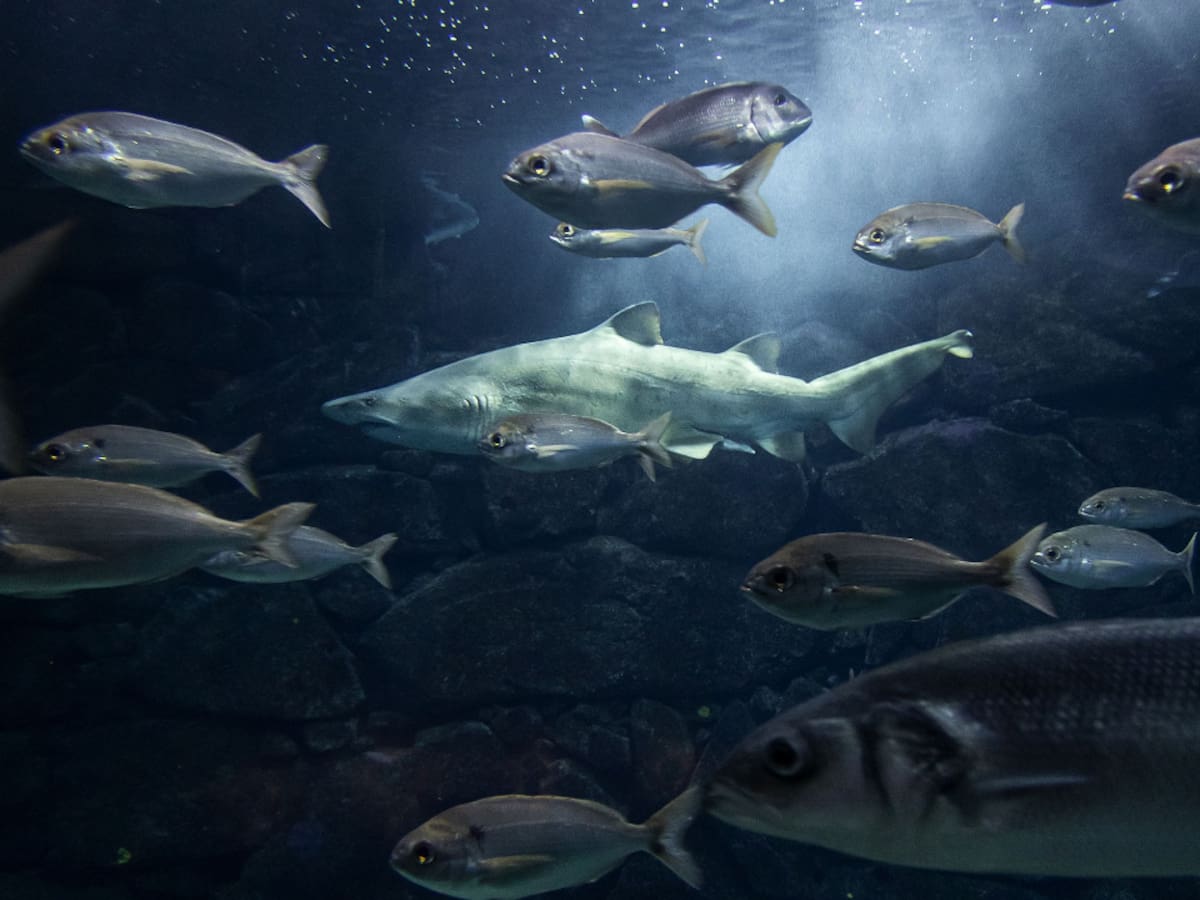 20 años del tiburón Gastón: el gran reclamo del Aquarium Finisterrae de A Coruña