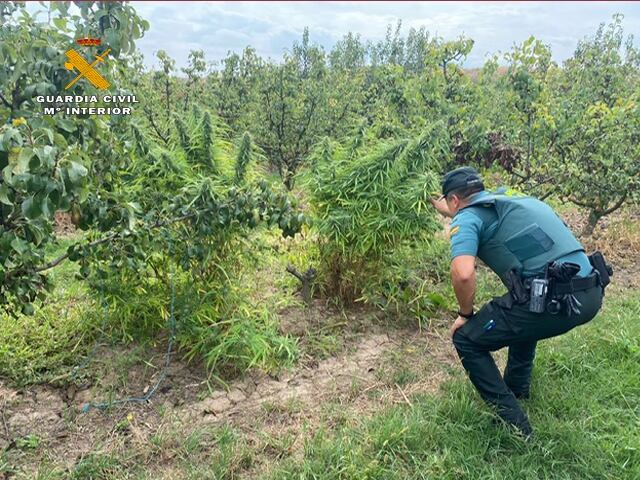 Tres investigados por cultivar marihuana entre perales y en balcones en Agoncillo (La Rioja)