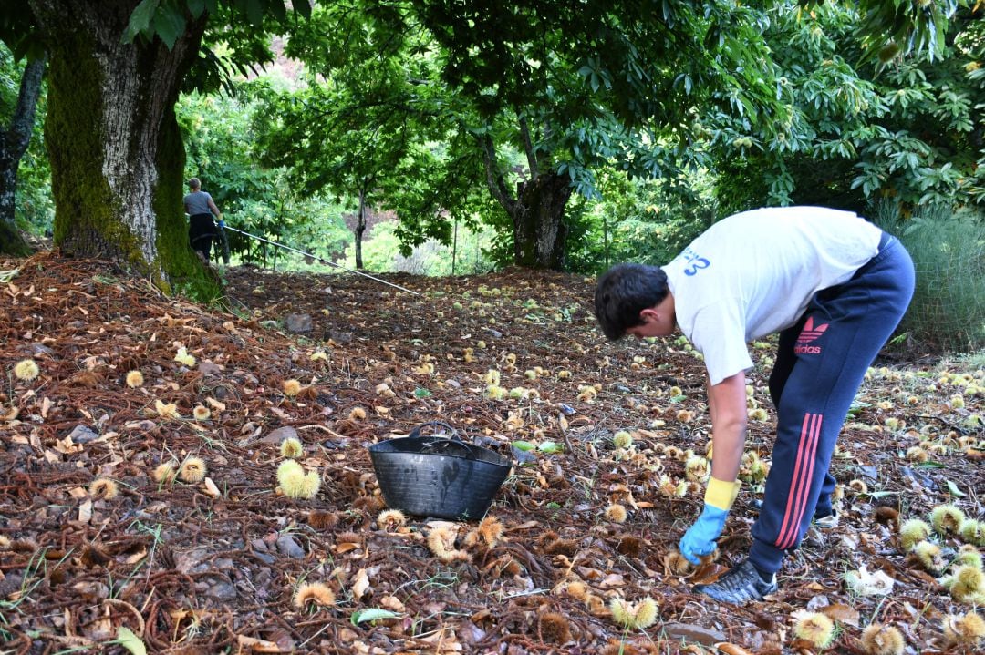 Uno de los recolectores en un paraje del Valle del Genal