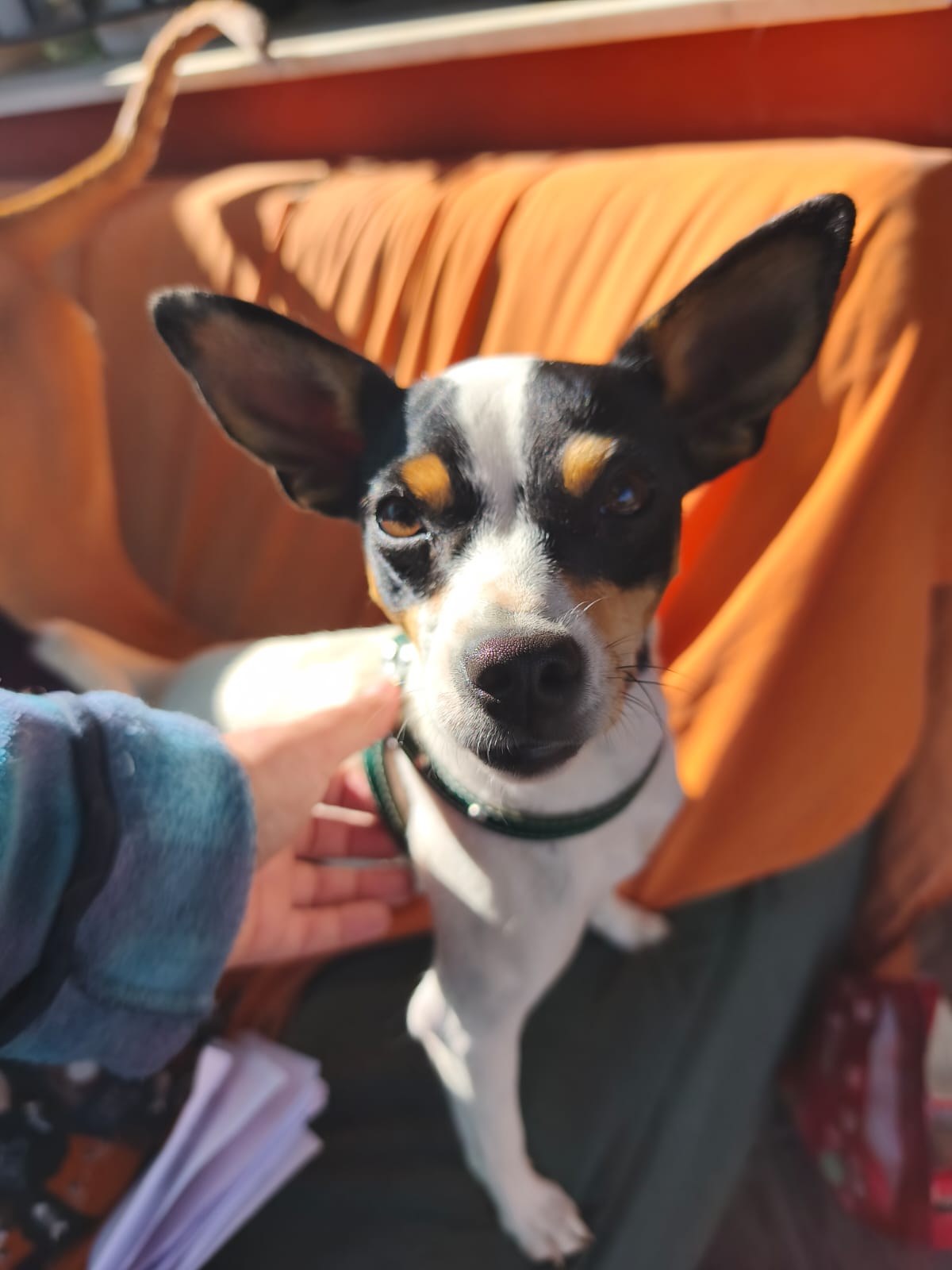 Las protectoras de Cartagena alertan del aumento de abandonos tras la Navidad y reclaman más apoyo institucional