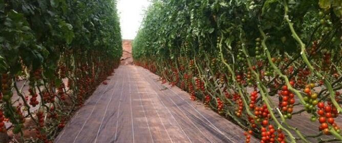 Invernadero de tomates