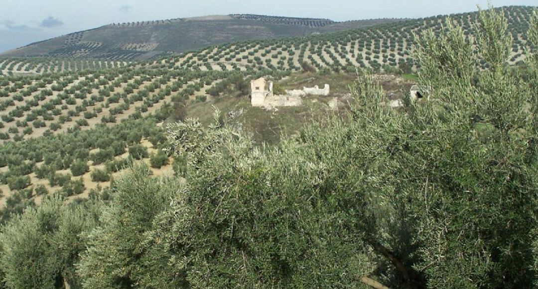 Olivar de montaña en la provincia.