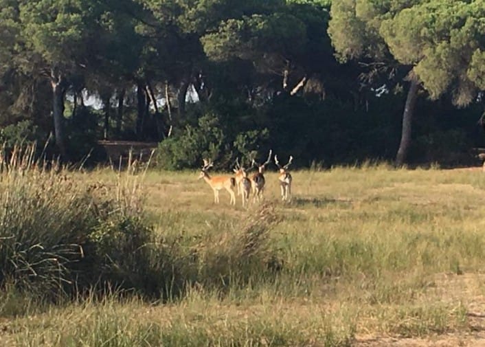 Parque Nacional de Doñana