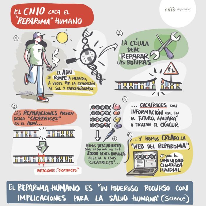 Infografía sobre el reparoma humano
Crédito
CireniaSketches