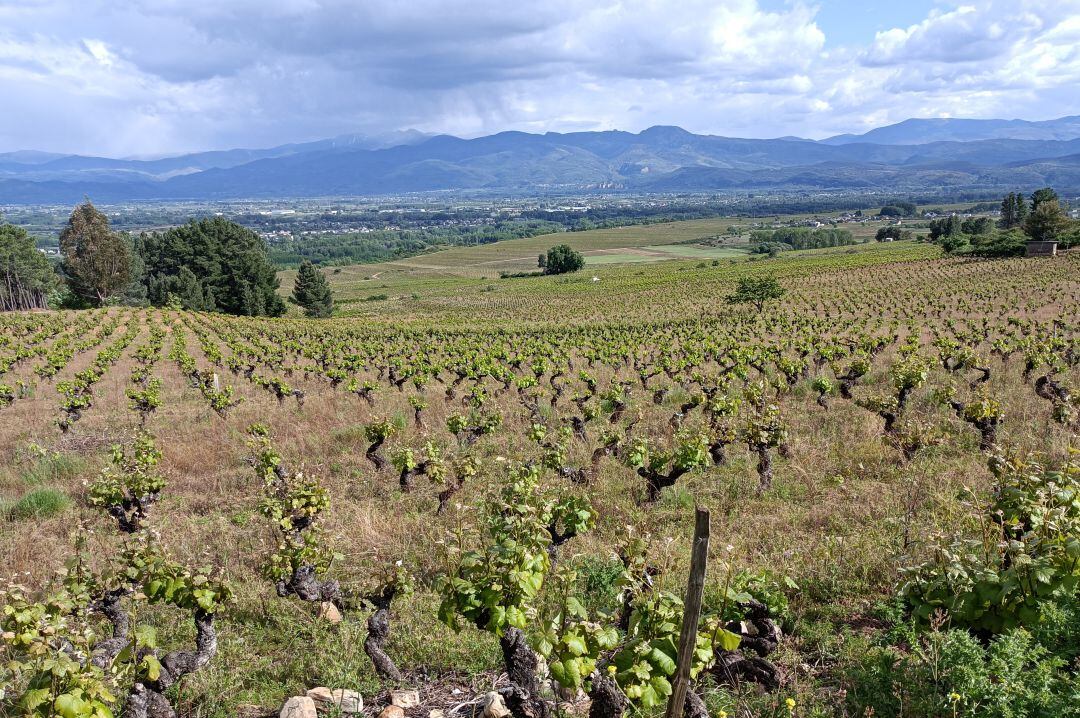 Viñedos del castro de la Ventosa