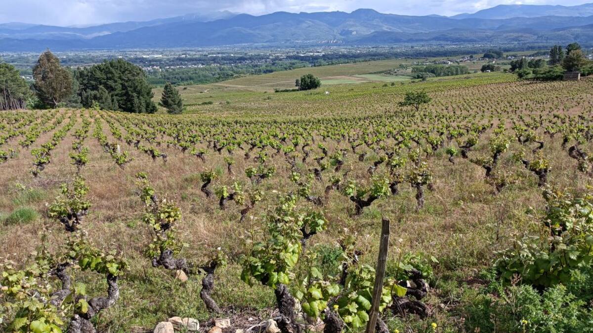 El sector del vino de España comienza a unirse en la lucha contra los macroproyectos de renovables