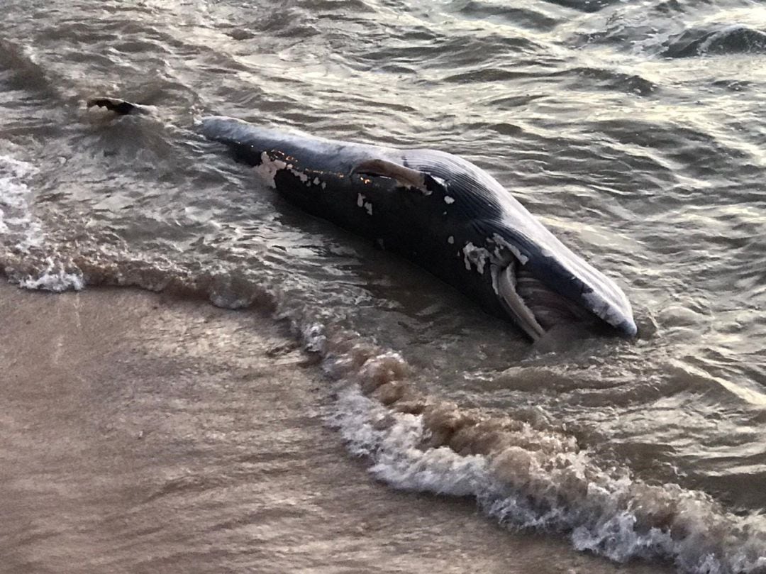 Imagen de la ballena que ha aparecido varada en Chipiona