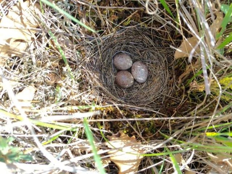 Las aves en Castilla y León necesitan de protección