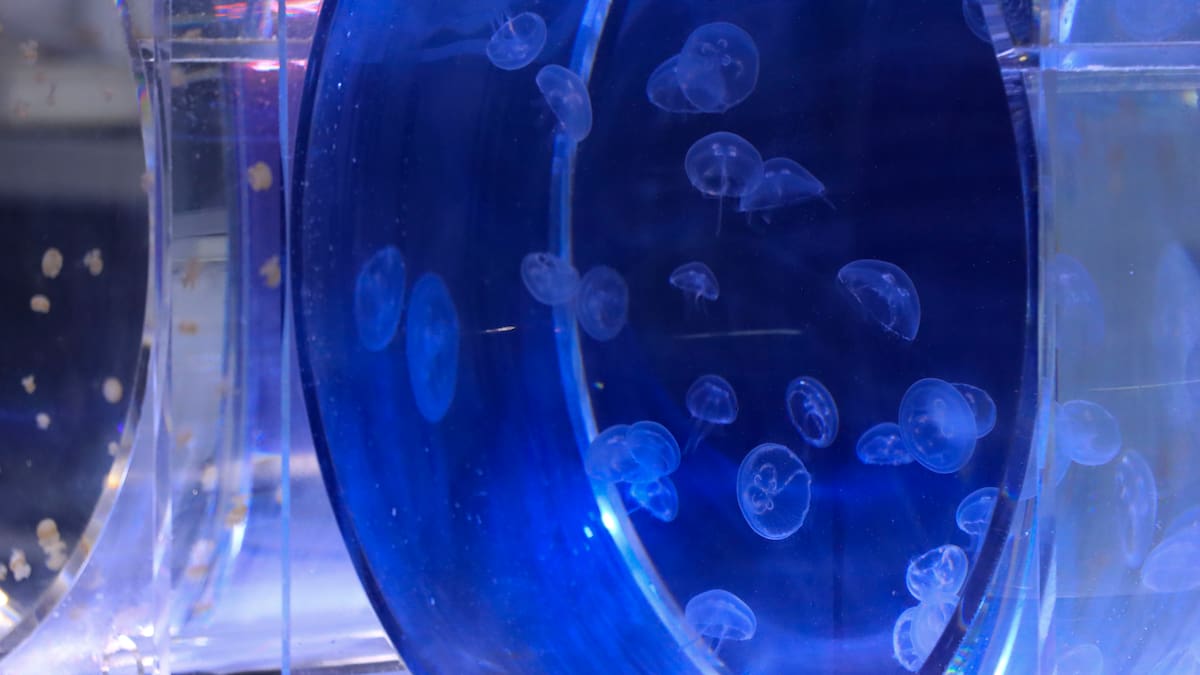 Gerardo García Castrillo, nuevo medusario Museo Marítimo del Cantábrico