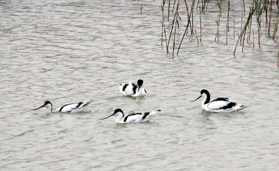 Aves silvestres