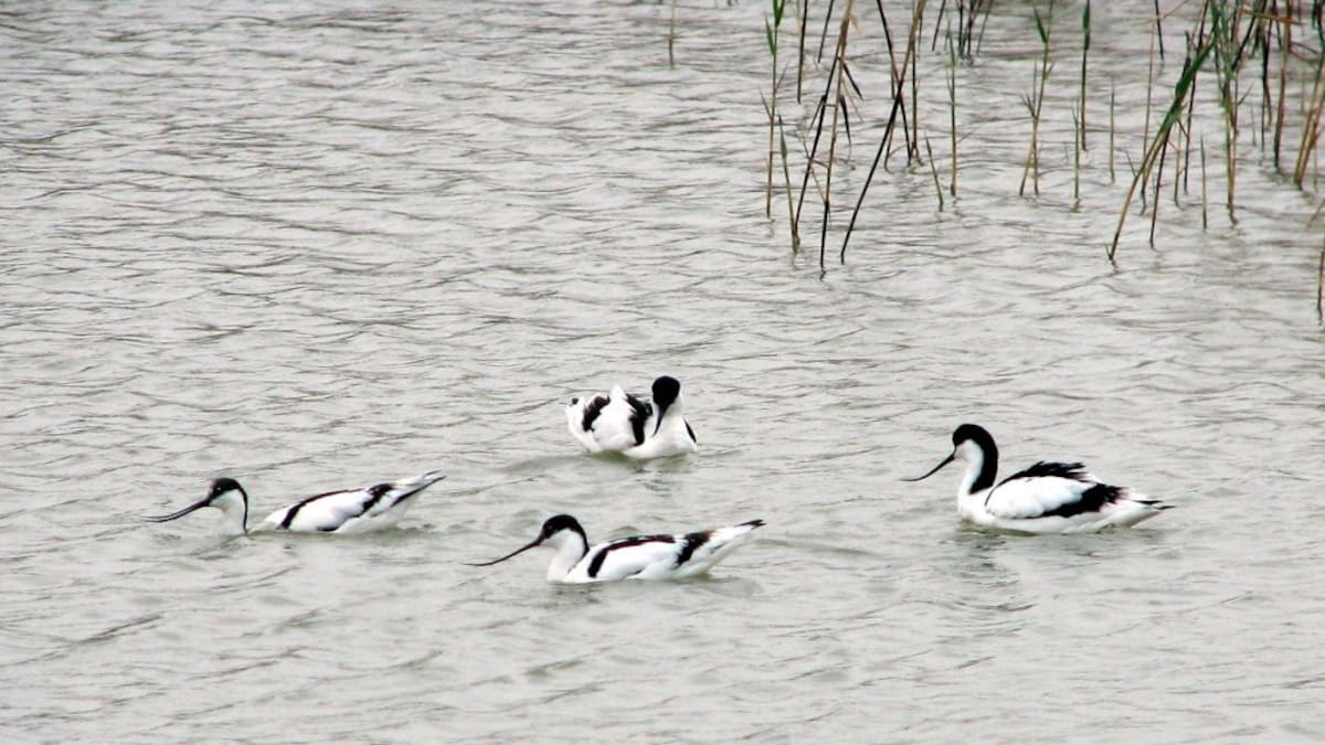Se multiplican los focos de gripe aviar en aves silvestres en Ávila