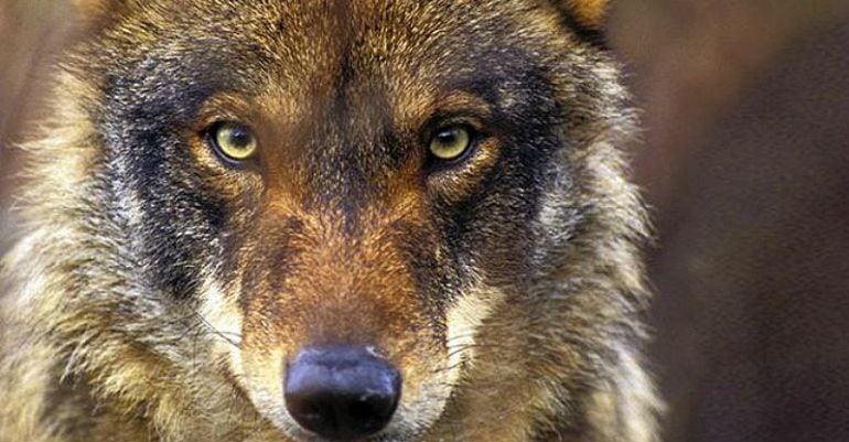 WWF participa en la Mesa del Lobo de la Comunidad de Madrid