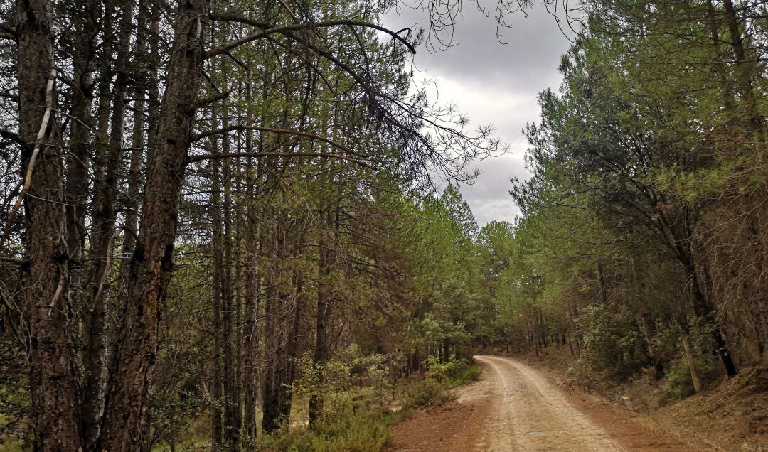 Camino a los baños de Alcantud (Cuenca).