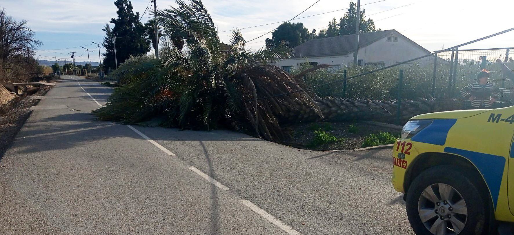 Caída de un árbol en Lorca