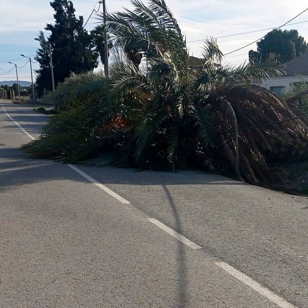 El temporal del viento deja una veintena de incidencias en Lorca