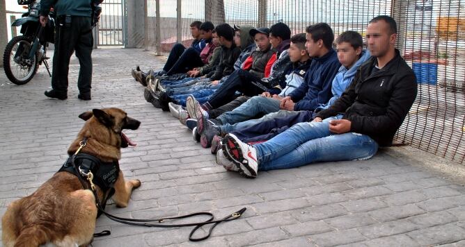 Perro localizador de personas que ha actuado en la operación junto a los detenidos