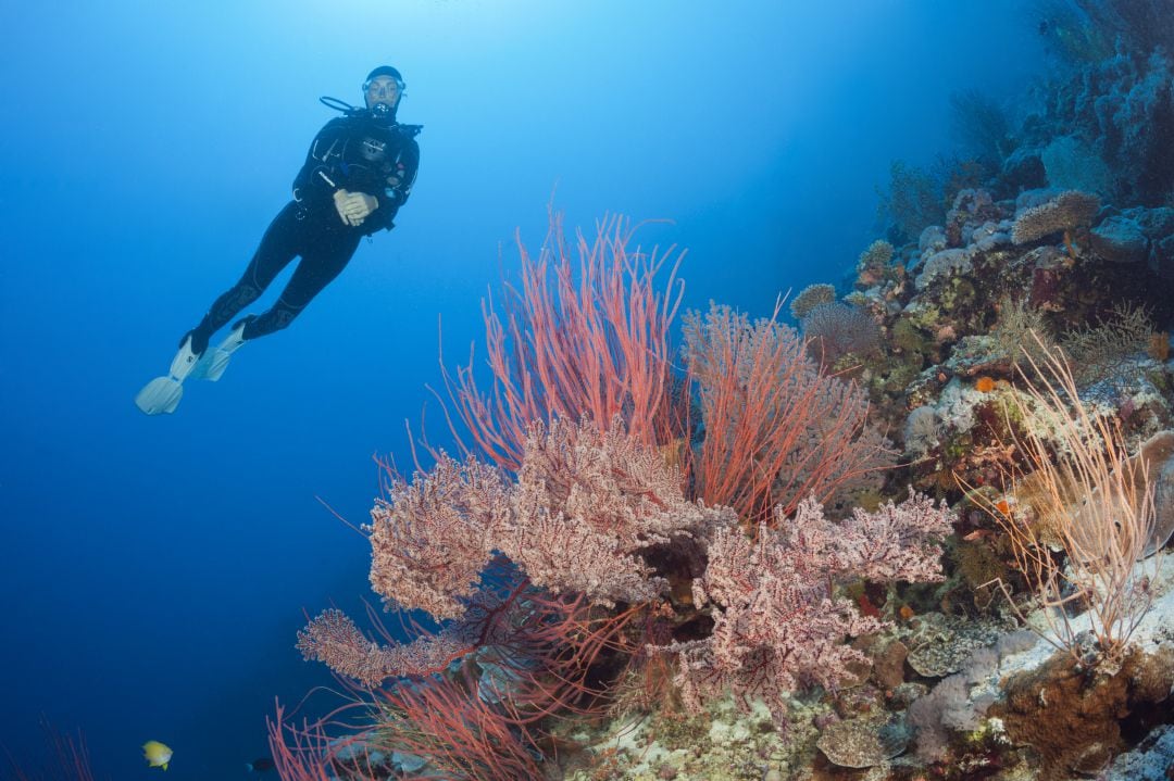 Un submarinista nada por una de las zonas de la Gran Barrera de Coral de Australia