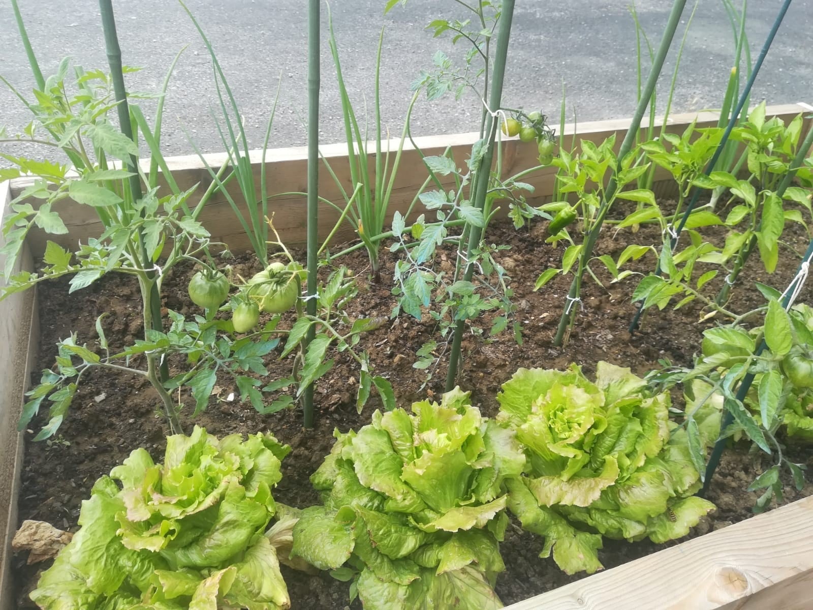 Lechugas y tomates en un huerto urbano