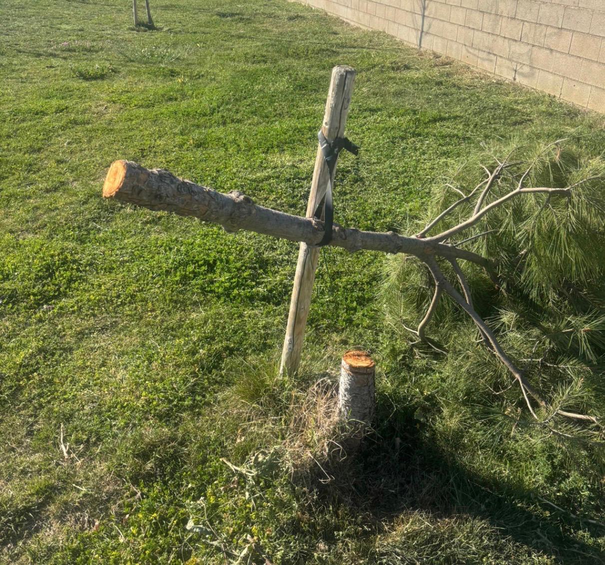 Uno de los pinos talados