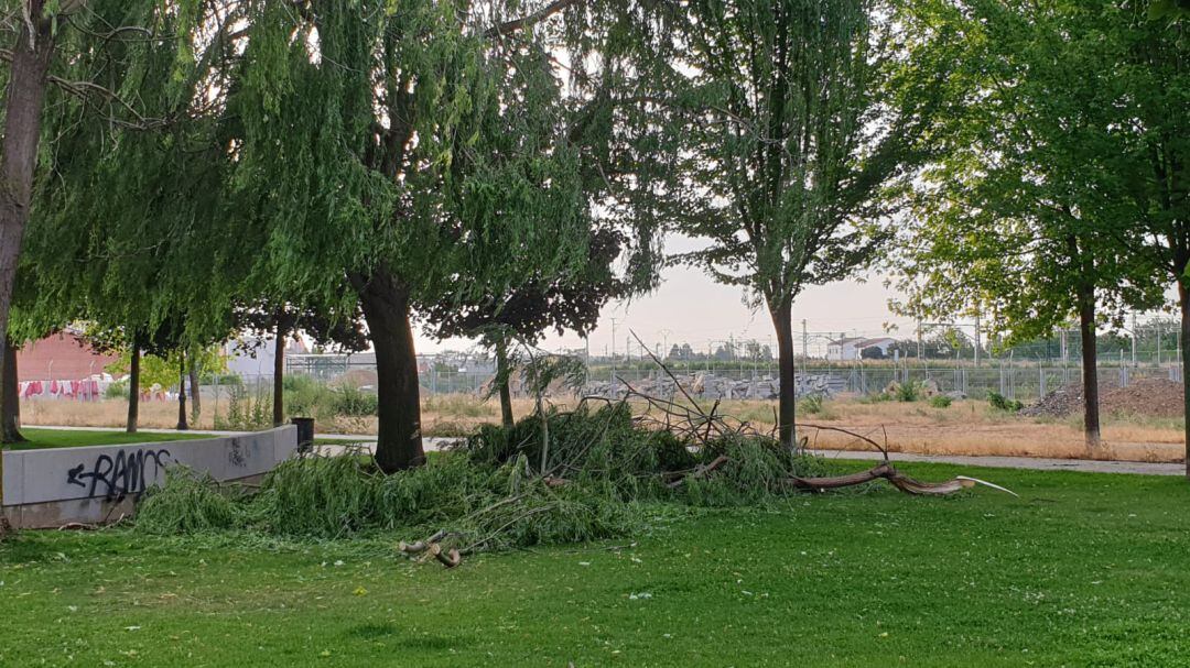 Estado de algunos de los árboles tras la tormenta