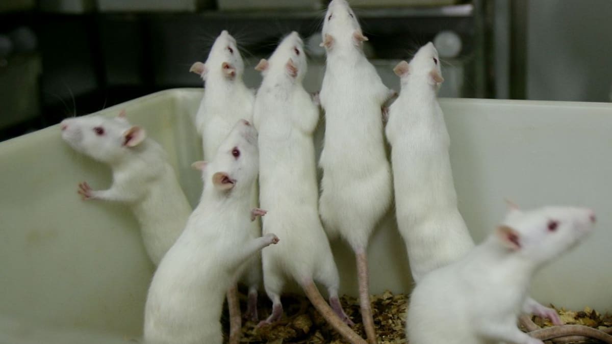 El uso de animales en la investigación divide a animalistas y científicos
