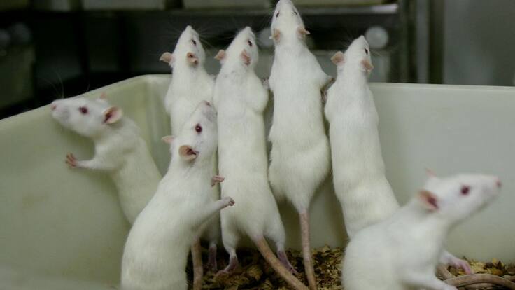 El uso de animales en la investigación divide a animalistas y científicos