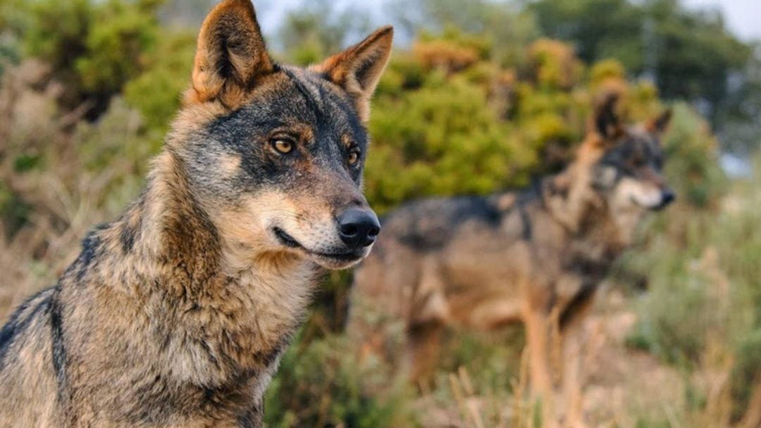 Lobo ibérico