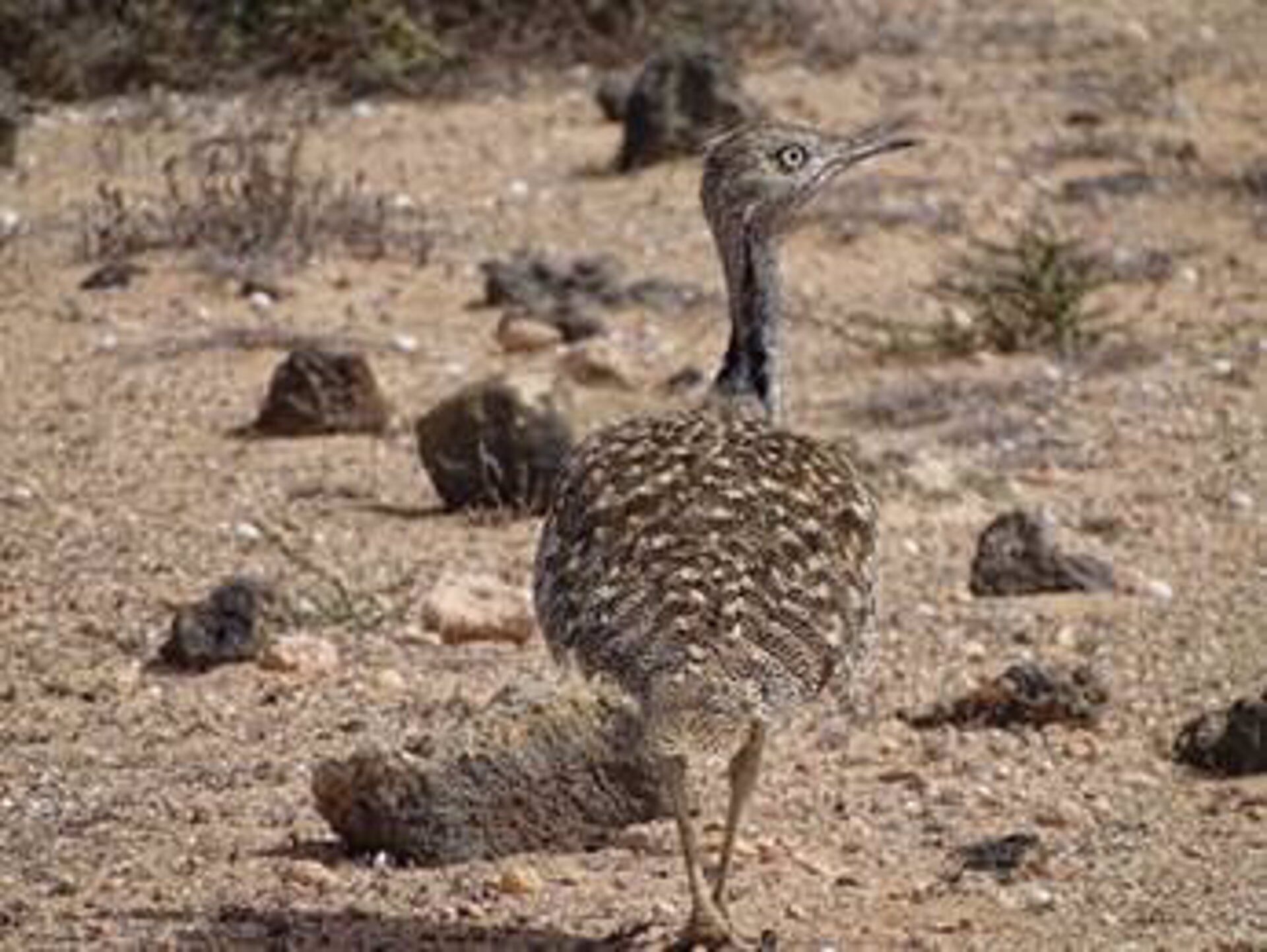 01/06/2023 Hubara canaria
ESPAÑA EUROPA ISLAS CANARIAS SOCIEDAD
CSIC
