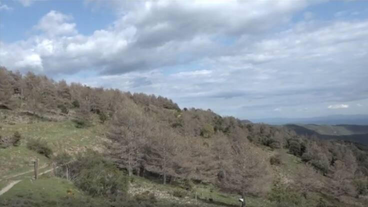 Els animals pateixen la processionària dels boscos del Solsonès i Berguedà