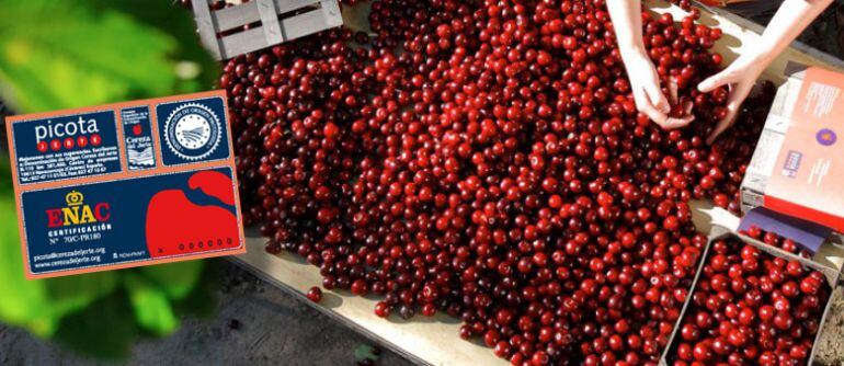 Picotas y el sello de la DOP Cereza del Jerte que garantiza su procedencia y su calidad