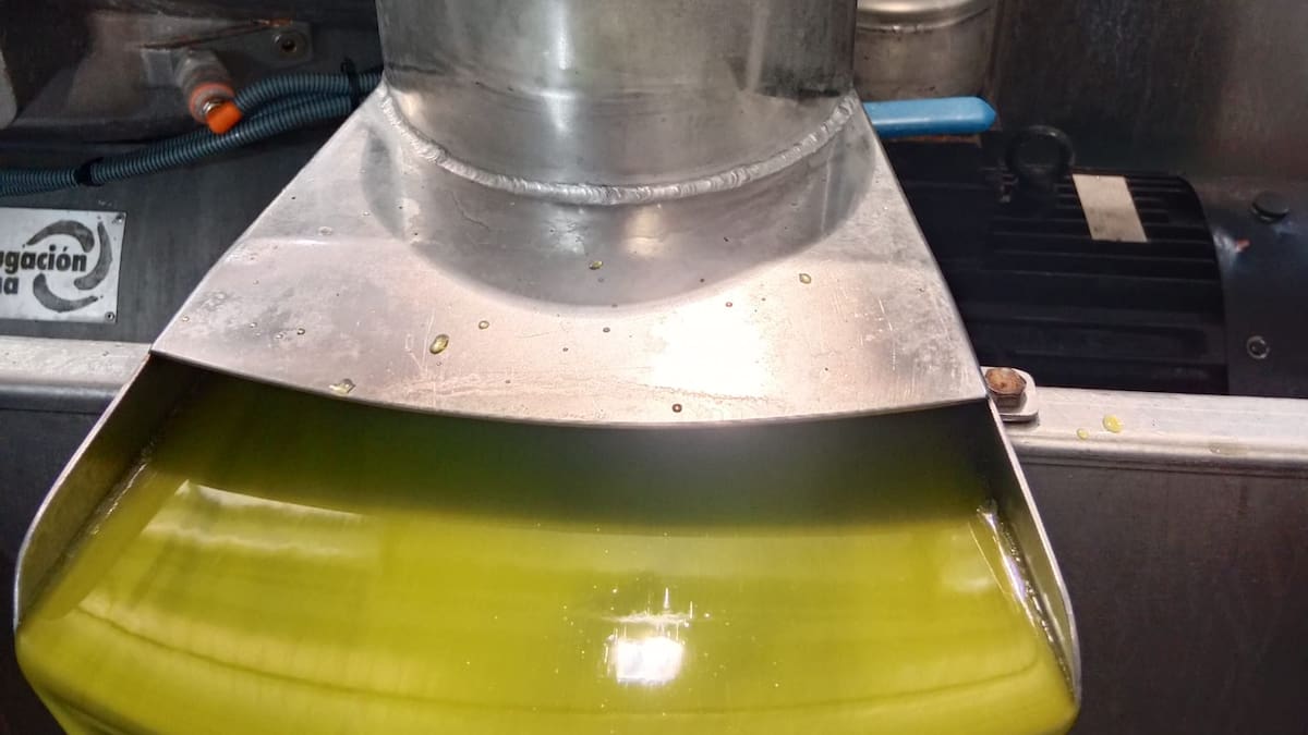 La campaña de recogida de la aceituna ronda el 50% en el seno de la SCA San Agustín de Linares