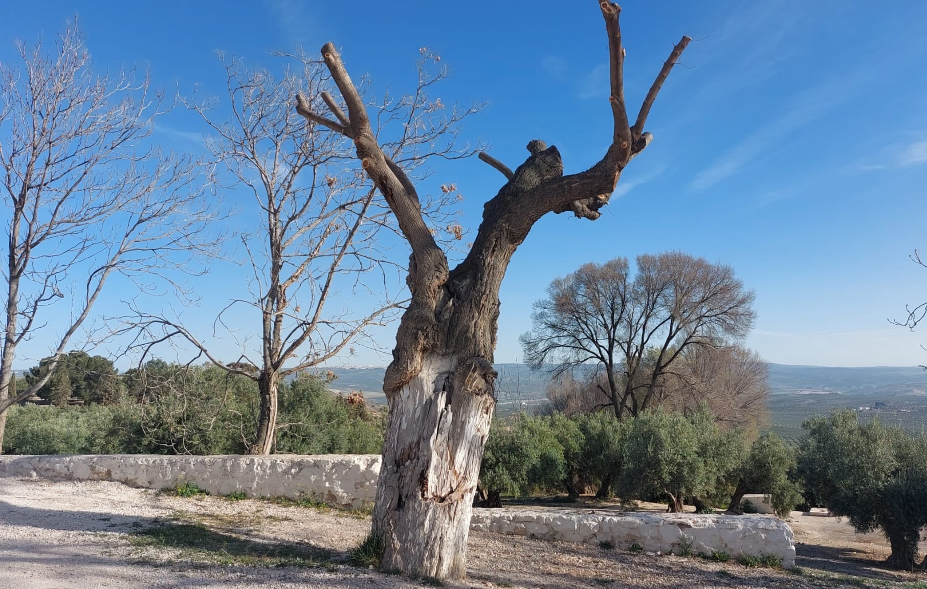 Aspecto de la morera de la Fuente Garcíez de Jódar, tras la poda