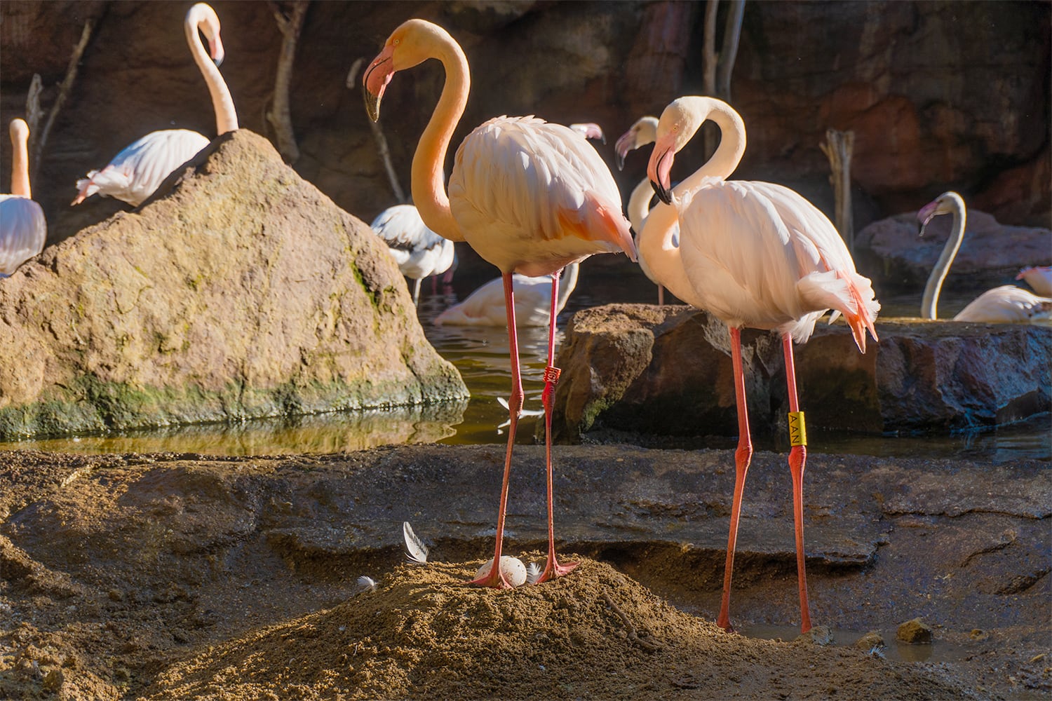 PUESTA FLAMENCOS MAYO