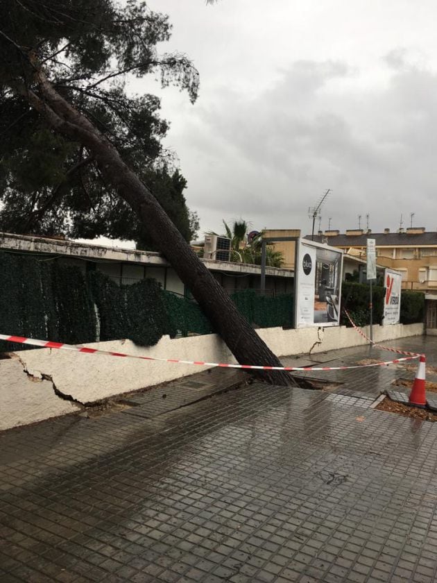 El viento y la lluvia han provocado la caída de un árbol en la avenida del Mediterráneo