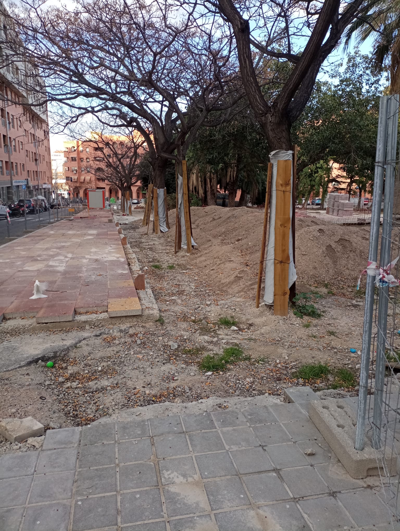 Los ejemplares se han protegido para no sufrir daños durante las obras