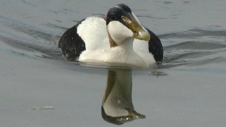 Tomás Blanco, el eider que se quedó en las Marismas de Santoña (12/05/2021)
