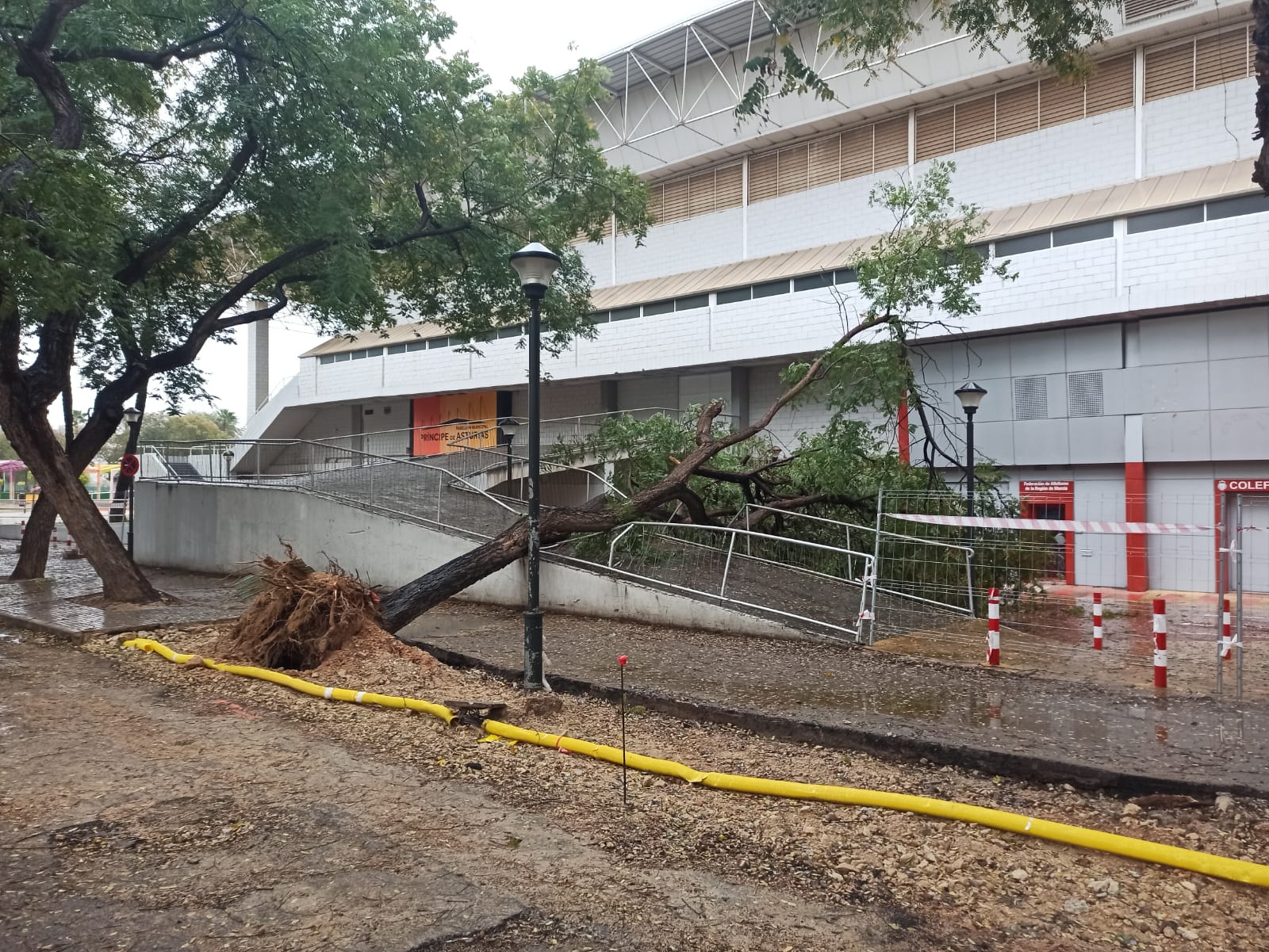 Las lluvias han provocado la caída de un árbol sobre el Pabellón Príncipe de Asturias en Murcia