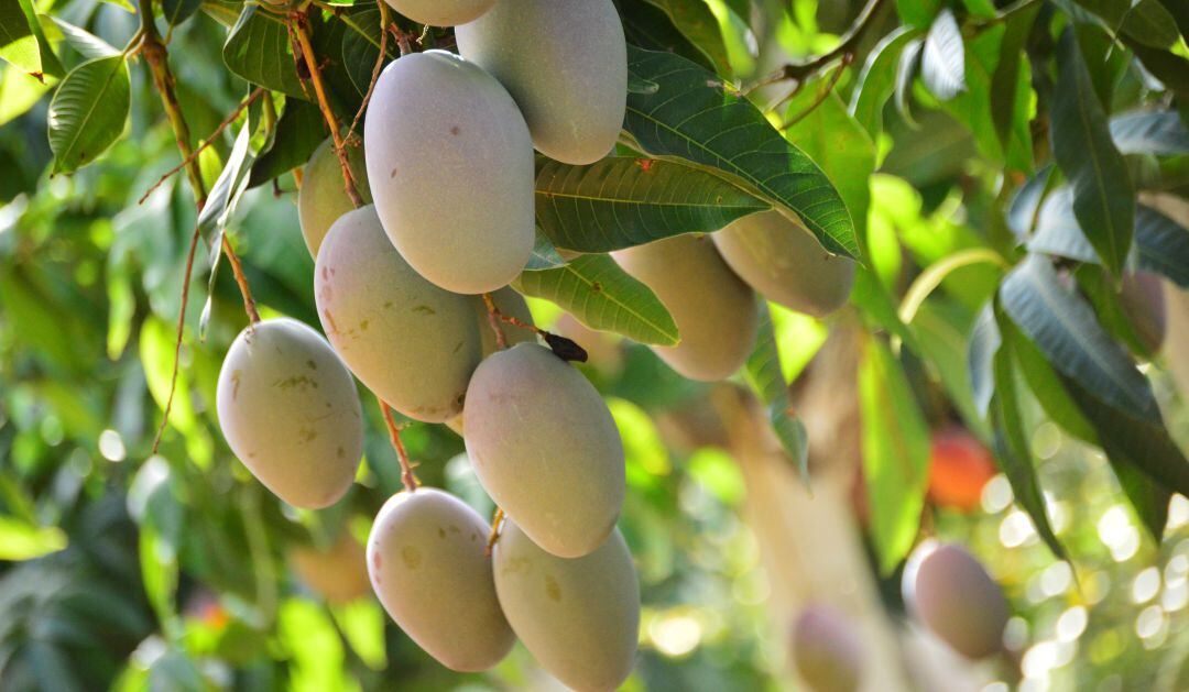 La producción de mango superó los 10.000.000 de kilos en 2020